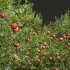 Citrus Sinensis Orange Arancio and Punica Granatum Pomegranate - Thumbnail 2