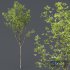HQ Plants Acer Pseudoplatanus02 - Thumbnail 4