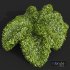 New Plant Bacopa Diffusa Sutera Decorative02 - Thumbnail 4