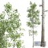 Fagus Grandifolia and Populus Tremuloides - Thumbnail 3