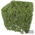 New Plant Ligustrum Quihoui Privet Pruned Box02 - Thumbnail 3