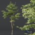 Plants Carpinus Betulus - Thumbnail 3