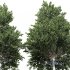 pine tree - Thumbnail 3