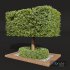 New Plant Ficus Concinna Bonsai Pruned11 - Thumbnail 3