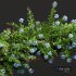 New Plant Ceratostigma Plumbaginoides Bleiwurz Decorative - Thumbnail 2