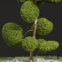 New Plant Ficus Concinna Bonsai Pruned02 - Thumbnail 3
