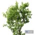 Plants Celtis Australis03 - Thumbnail 4