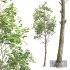 Fagus Grandifolia and Fagus Sylvatica - Thumbnail 3