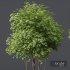 Alnus Glutinosa and Ash Tree - Thumbnail 4