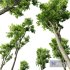 Plants Celtis Australis02 - Thumbnail 3