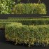 New Plant Ligustrum Quihoui Privet Pruned Box - Thumbnail 3