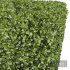 New Plant Ligustrum Quihoui Privet Pruned Box02 - Thumbnail 5