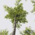 Plants Alnus Glutinosa - Thumbnail 4