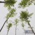 HQ Plants Alnus Glutinosa02 - Thumbnail 4