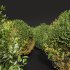 New Plant Ligustrum Quihoui Privet Pruned01 - Thumbnail 4