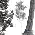 Fagus Grandifolia and Fagus Sylvatica - Thumbnail 5