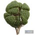 New Plant Ficus Concinna Bonsai Pruned16 - Thumbnail 4
