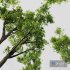Plants Celtis Australis - Thumbnail 4