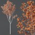 HQ Plants Acer Pseudoplatanus02 - Thumbnail 3