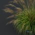 sweet grass - Thumbnail 4