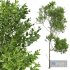 Sphaeropteris Lepifera and Fagus Grandifolia and and Concinna Bonsai Pruned - Thumbnail 4