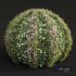 New Plant Cuphea Hookeriana Carthagenensis Decorative01 - Thumbnail 4