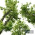 Plants Celtis Australis04 - Thumbnail 4