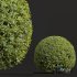 Ligustrum Quihoui Privet and Ficus Concinna Bonsai Pruned - Thumbnail 3