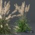 Plants Cortaderia Selloana - Thumbnail 4