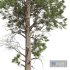 pine trees-Echinata and Palustris and Lepifera and Engelmannii - Thumbnail 4