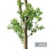 Plants Celtis Australis03 - Thumbnail 3