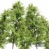 Maidenhair Ginkgo Biloba and Buergerianum spring summer 2 trees - Thumbnail 4