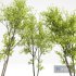 Real Tree Acer Saccharinum Spring and Palo verde - Thumbnail 4