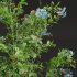 New Plant Ceratostigma Plumbaginoides Bleiwurz - Thumbnail 4