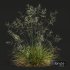 sweet grass - Thumbnail 5