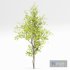Real Tree Acer Saccharinum Spring and Palo verde - Thumbnail 5