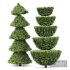 Italian Cypress 4 trees - Thumbnail 5
