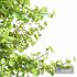 Maidenhair Ginkgo Biloba and Buergerianum spring summer 2 trees - Thumbnail 5