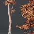 Plants Carpinus Betulus - Thumbnail 5
