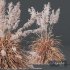 Plants Cortaderia Selloana - Thumbnail 5