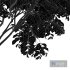 Japanese Cherry Leaf and Amelanchier Lamarckii - Thumbnail 5