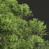Acer Pseudoplatanus and Acer Saccharinum-2 spring trees - Thumbnail 5