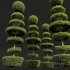 New Plant Ficus Concinna Bonsai Pruned13 - Thumbnail 5