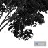 Japanese Cherry Leaf and Ash Tree - Thumbnail 6