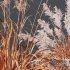 Plants Cortaderia Selloana - Thumbnail 6