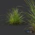 sweet grass - Thumbnail 6