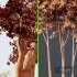 Alnus Glutinosa and Ash Tree - Thumbnail 7