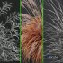 sweet grass - Thumbnail 7