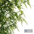 Bamboo Bush | PBR 4K Materials - Thumbnail 5