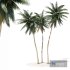 Coconut palm tree - Thumbnail 2